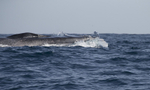 Fin Whale, Pico Island, Azores