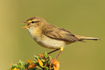 Willow Warbler singing from the top of a gorse bush on Islay