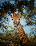 Africa-202
