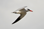 Caspian Tern portfolio