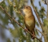 Grasshopper Warbler