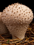 Common Puffball (01)