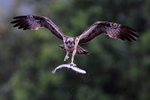 Osprey in flight carrying a fish at Rothiemurchus