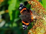Red Admiral