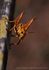FLI003: Eastern Lubber Cricket