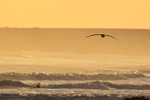Giant Petrel overflies Sea Lion at dawn, Volunteer Point, Falklands