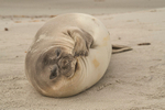 Just weaned - Southern Elephant Seal pup