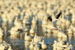 Ross's Goose flying, geese background, Bosque del Apache, New Mexico