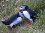 Puffen Love 4