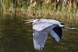Great Blue Heron _0083