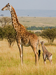 Mother and Baby