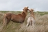 Wild Ponies - Bannau Brycheiniog