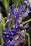 F1016