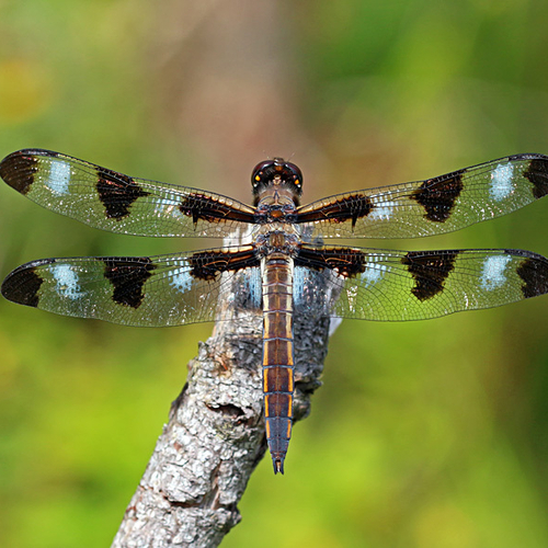 A male Twelve-spotted Skimmer dragonfly.