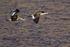 Crested Ducks in flight, Machuca, Chile