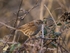 Dunnock