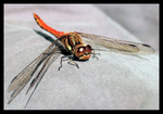 On my Trousers