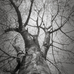 Looking Up #3 (Pinhole square format)