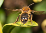 A. carantonica
