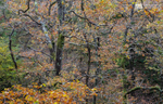 Woodland shades