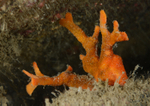 Porella compressa