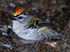 Golden-crowned Kinglet male