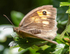 Meadow Brown