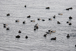 Steller's Eiders