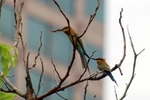 Bee Eaters in the midst of the city