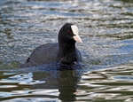 Coot