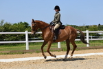 Class 12: Ridden Riding Horse/Hack portfolio