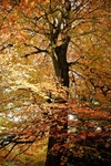 Golden Beech