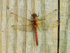 Ruddy Darter (female), Otmoor
