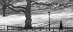 TREES WEEK #4