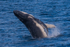 HB Calf Breach 6. 0A3A8046