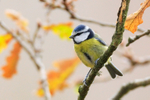 Blue Tit, autumn leaves in the background
