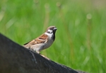 Tree Sparrow