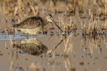 Long-billed Dowitcher, Bosque del Apache, New Mexico
