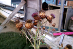 Shoreham Houseboats - 40