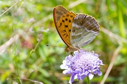 Silver Washed Fritillary