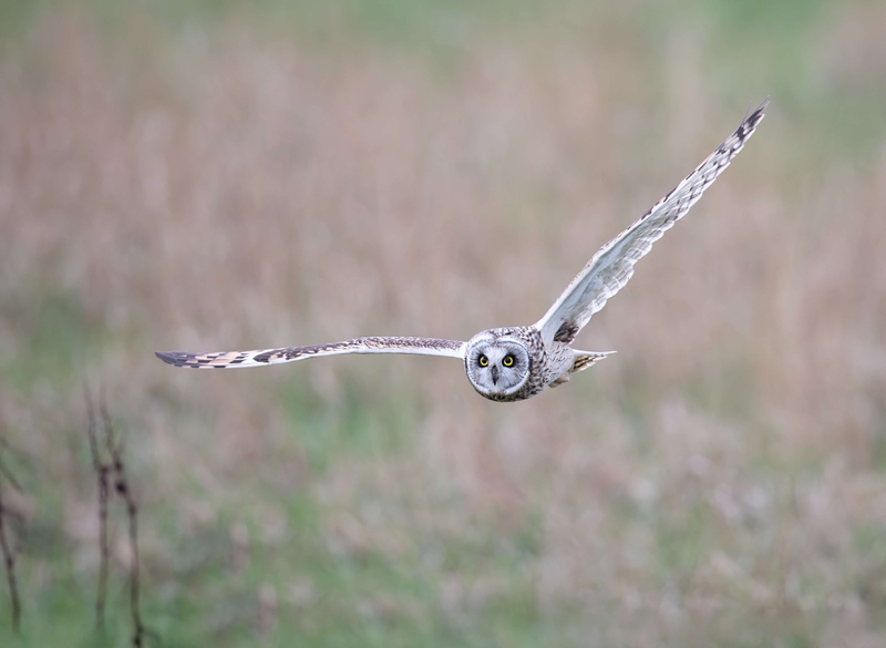 Short Eared Owl