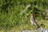 House finch.