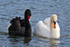 Black Swan & Mute Swan swimming together on the moat at Leeds Castle