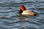 Common Pochard