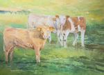 'Curious Calves'