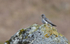 Cuckoo