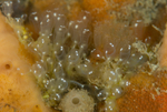 Pycnoclavella aurilucens white spots form