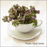 Purple Dead Nettle
