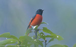 Scarlet Minivet