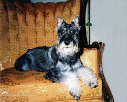 Pets and People portfolio